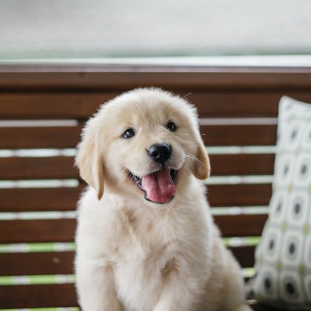 A lab puppy smiling at the camera